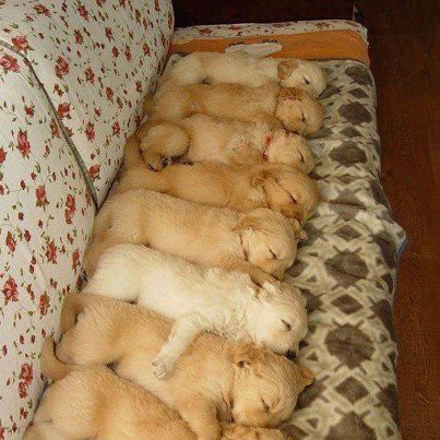 amore per gli animali